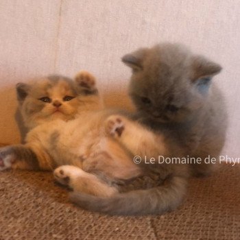 chaton British Shorthair blue tortie bicolor Agate Chatterie Le Domaine de Phyr