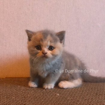 chaton British Shorthair blue tortie bicolor Agate Chatterie Le Domaine de Phyr