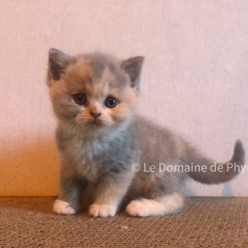 chaton British Shorthair blue tortie bicolor Agate Chatterie Le Domaine de Phyr