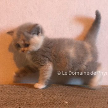 chaton British Shorthair blue tortie bicolor Agate Chatterie Le Domaine de Phyr