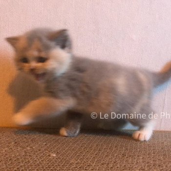 chaton British Shorthair blue tortie bicolor Agate Chatterie Le Domaine de Phyr
