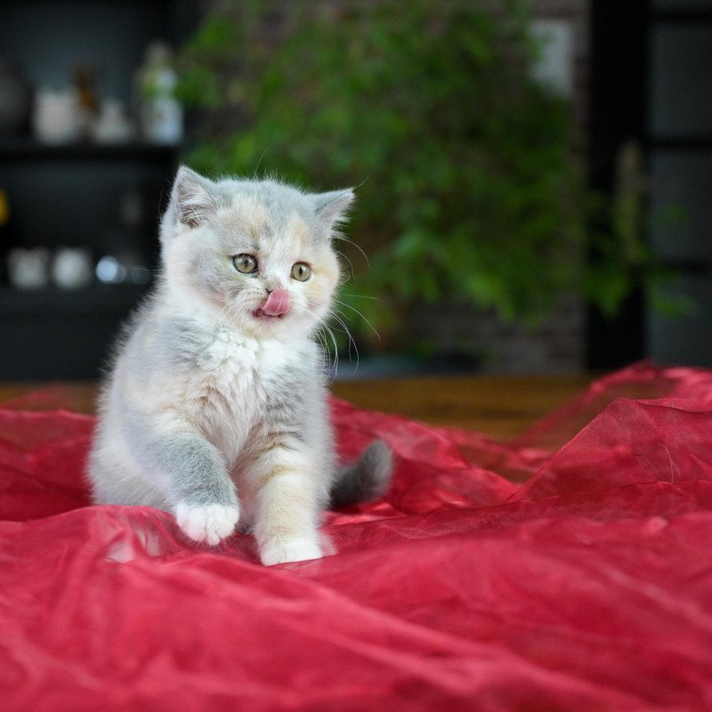 Agate Du Domaine de Phyr Femelle British Shorthair