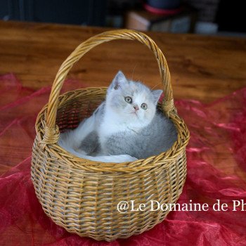 chaton British Shorthair blue tortie bicolor Agate Chatterie Le Domaine de Phyr