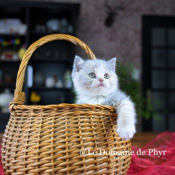 chaton British Shorthair blue tortie bicolor Agate Chatterie Le Domaine de Phyr