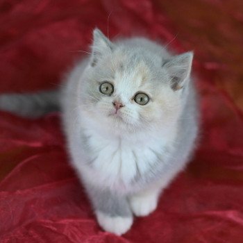 chaton British Shorthair blue tortie bicolor Agate Chatterie Le Domaine de Phyr