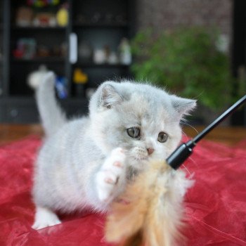 chaton British Shorthair blue tortie bicolor Agate Chatterie Le Domaine de Phyr