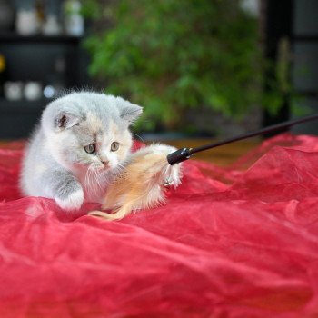chaton British Shorthair blue tortie bicolor Agate Chatterie Le Domaine de Phyr