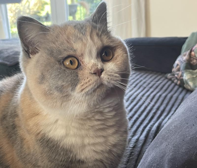 Agate Du Domaine de Phyr Femelle British Shorthair