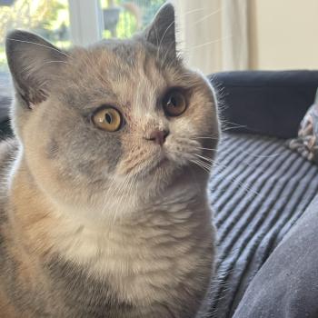 chat British Shorthair blue tortie bicolor Agate Chatterie Le Domaine de Phyr