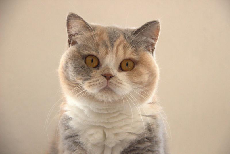 Agate Du Domaine de Phyr Femelle British Shorthair