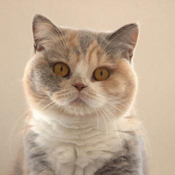 chat British Shorthair blue tortie bicolor Agate Chatterie Le Domaine de Phyr