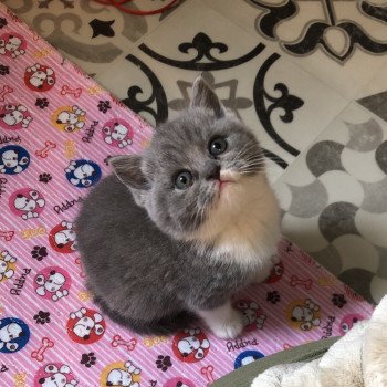 chaton British Shorthair blue tortie bicolor Vanille du Domaine de Phyr Chatterie Le Domaine de Phyr