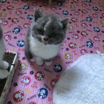 chaton British Shorthair blue tortie bicolor Vanille du Domaine de Phyr Chatterie Le Domaine de Phyr