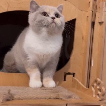 chat British Shorthair lilac tortie bicolor VANITY FAIR Chatterie Le Domaine de Phyr chat British Shorthair lilac tortie bicolor VANITY FAIR Chatterie Le Domaine de Phyr
