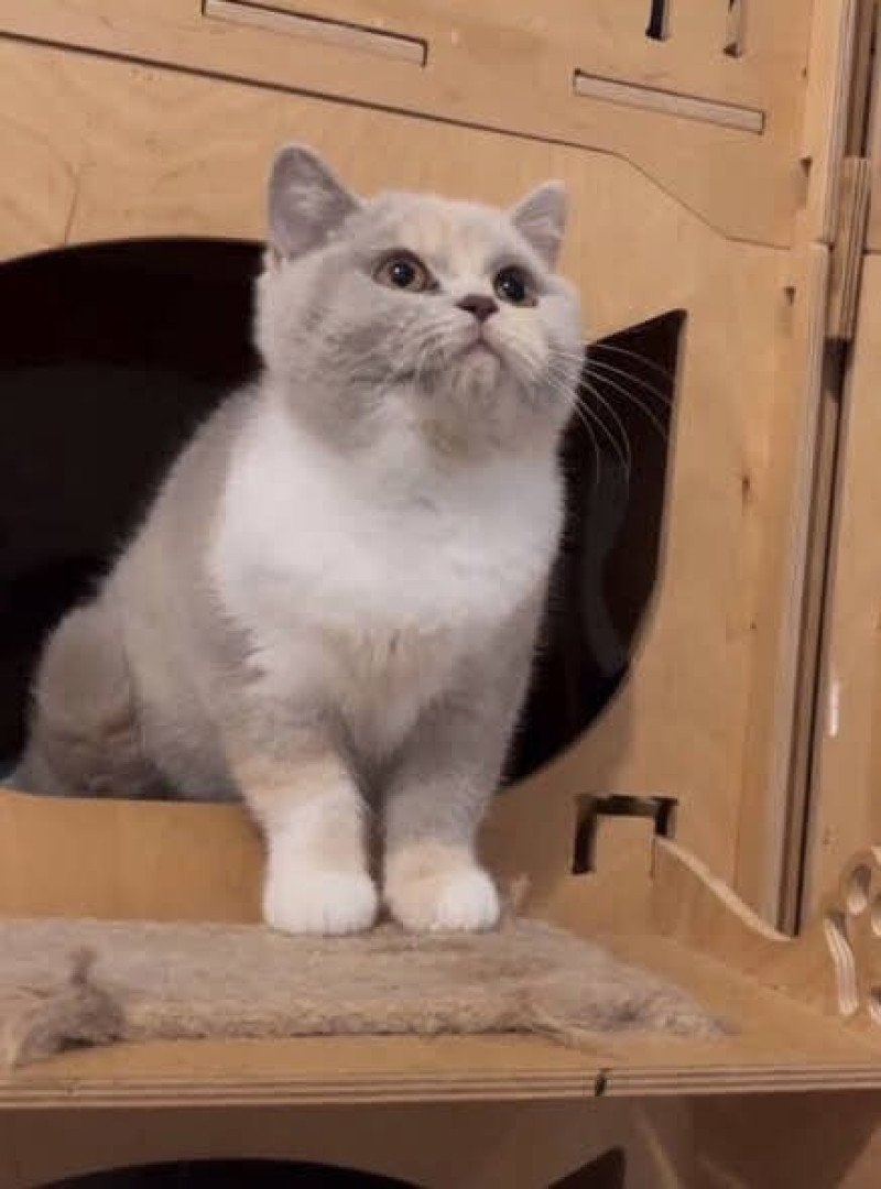 VANITY FAIR Femelle British Shorthair VANITY FAIR Femelle British Shorthair