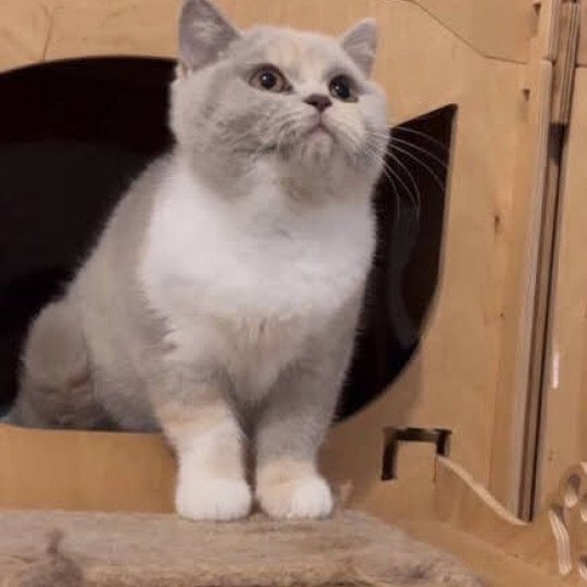 VANITY FAIR Femelle British Shorthair