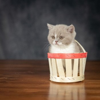 chaton British Shorthair lilac bicolor VICKY Chatterie Le Domaine de Phyr chaton British Shorthair lilac bicolor VICKY Chatterie Le Domaine de Phyr