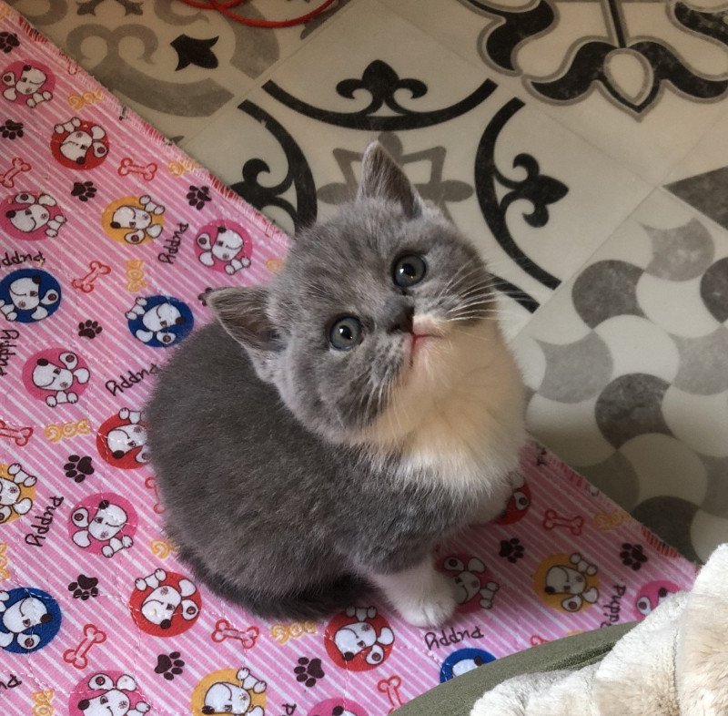 Violette du Domaine de Phyr Du Domaine de Phyr Femelle British Shorthair