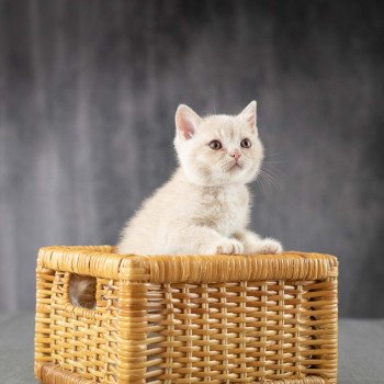 chaton British Shorthair cream Wasabi du Domaine de Phyr Chatterie Le Domaine de Phyr