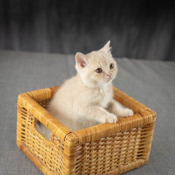 chaton British Shorthair cream Wasabi du Domaine de Phyr Chatterie Le Domaine de Phyr