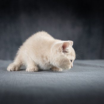 chaton British Shorthair cream Wasabi du Domaine de Phyr Chatterie Le Domaine de Phyr