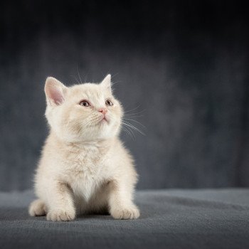 chaton British Shorthair cream Wasabi du Domaine de Phyr Chatterie Le Domaine de Phyr