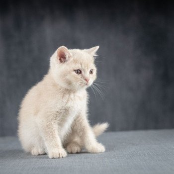chaton British Shorthair cream Wasabi du Domaine de Phyr Chatterie Le Domaine de Phyr