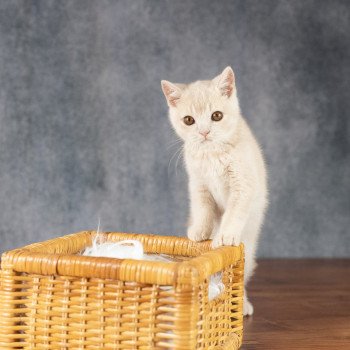 chaton British Shorthair cream Wasabi Chatterie Le Domaine de Phyr