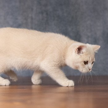 chaton British Shorthair cream Wasabi Chatterie Le Domaine de Phyr