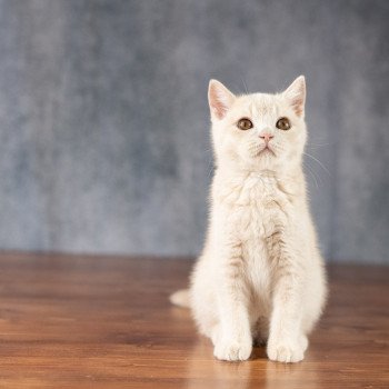 chaton British Shorthair cream Wasabi Chatterie Le Domaine de Phyr