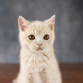 chaton British Shorthair cream Wasabi Chatterie Le Domaine de Phyr