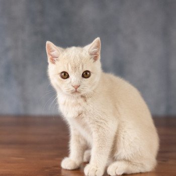 chaton British Shorthair cream Wasabi Chatterie Le Domaine de Phyr