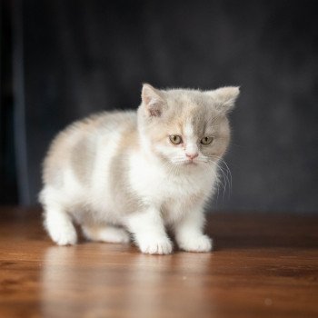 chaton British Shorthair lilac tortie bicolor WEDNESDAY Chatterie Le Domaine de Phyr