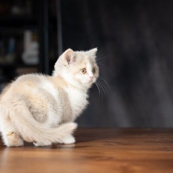 chaton British Shorthair lilac tortie bicolor WEDNESDAY Chatterie Le Domaine de Phyr
