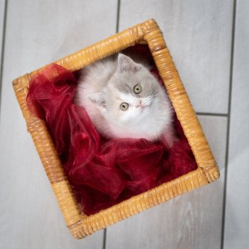 chaton British Shorthair lilac tortie bicolor WEDNESDAY Chatterie Le Domaine de Phyr