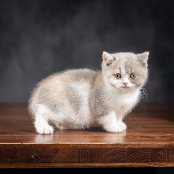 chaton British Shorthair lilac tortie bicolor WEDNESDAY Chatterie Le Domaine de Phyr