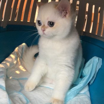 chat British Shorthair golden point Widget Chatterie Le Domaine de Phyr chat British Shorthair golden point Widget Chatterie Le Domaine de Phyr