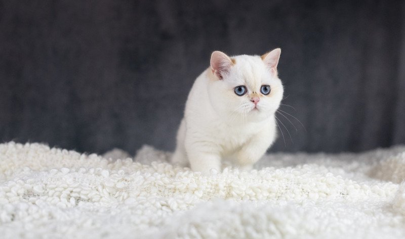 Widget Femelle British Shorthair Widget Femelle British Shorthair