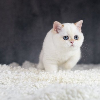 chat British Shorthair golden point Widget Chatterie Le Domaine de Phyr chat British Shorthair golden point Widget Chatterie Le Domaine de Phyr