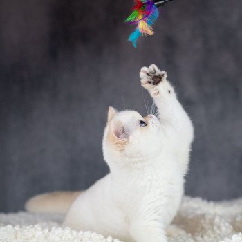 chat British Shorthair golden point Widget Chatterie Le Domaine de Phyr chat British Shorthair golden point Widget Chatterie Le Domaine de Phyr