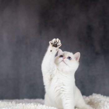 chat British Shorthair golden point Widget Chatterie Le Domaine de Phyr chat British Shorthair golden point Widget Chatterie Le Domaine de Phyr