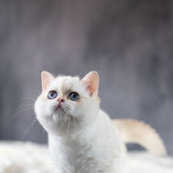 chat British Shorthair golden point Widget Chatterie Le Domaine de Phyr chat British Shorthair golden point Widget Chatterie Le Domaine de Phyr