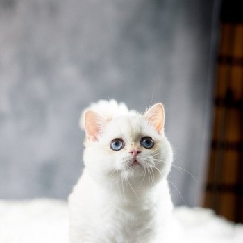 chat British Shorthair golden point Widget Chatterie Le Domaine de Phyr chat British Shorthair golden point Widget Chatterie Le Domaine de Phyr
