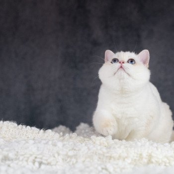 chat British Shorthair golden point Widget Chatterie Le Domaine de Phyr chat British Shorthair golden point Widget Chatterie Le Domaine de Phyr