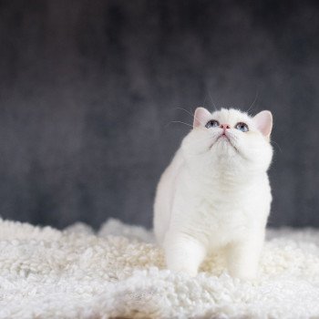 chat British Shorthair golden point Widget Chatterie Le Domaine de Phyr chat British Shorthair golden point Widget Chatterie Le Domaine de Phyr