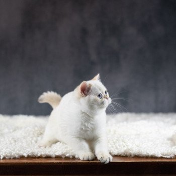 chat British Shorthair golden point Widget Chatterie Le Domaine de Phyr chat British Shorthair golden point Widget Chatterie Le Domaine de Phyr