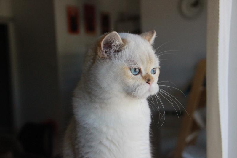 Widget Femelle British Shorthair