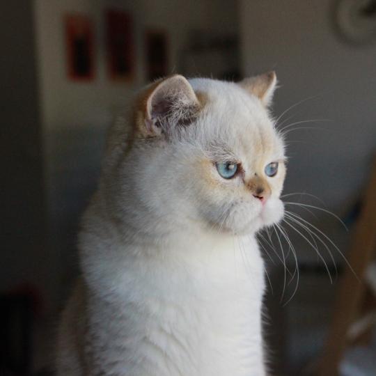 Widget Femelle British Shorthair