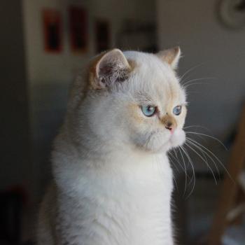 chat British Shorthair seal golden point Widget Chatterie Le Domaine de Phyr