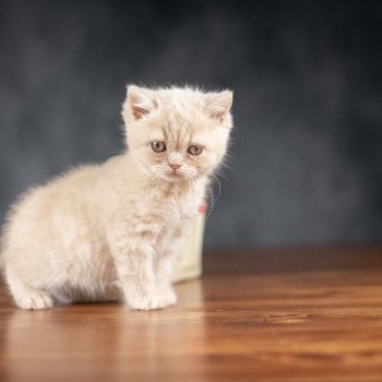 chaton British Shorthair cream WINNY Chatterie Le Domaine de Phyr